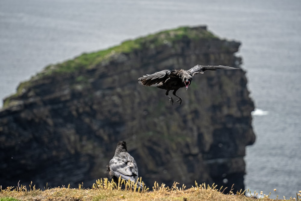 a couple of birds that are standing in the grass