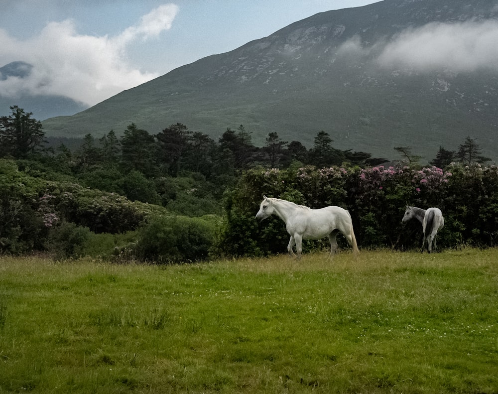 a couple of white horses standing on top of a lush green field