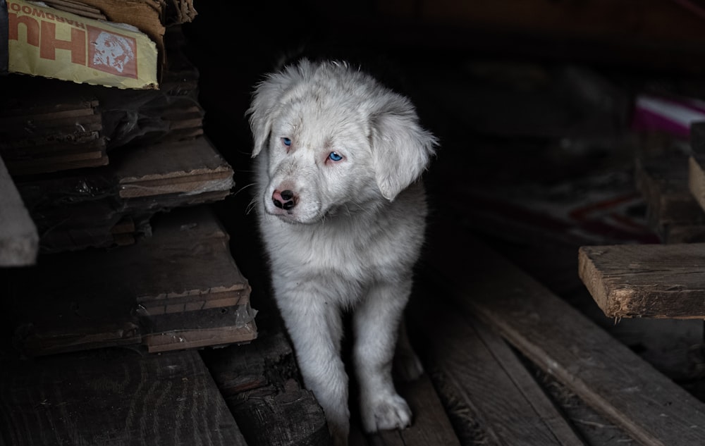 a white dog with blue eyes standing in a doorway