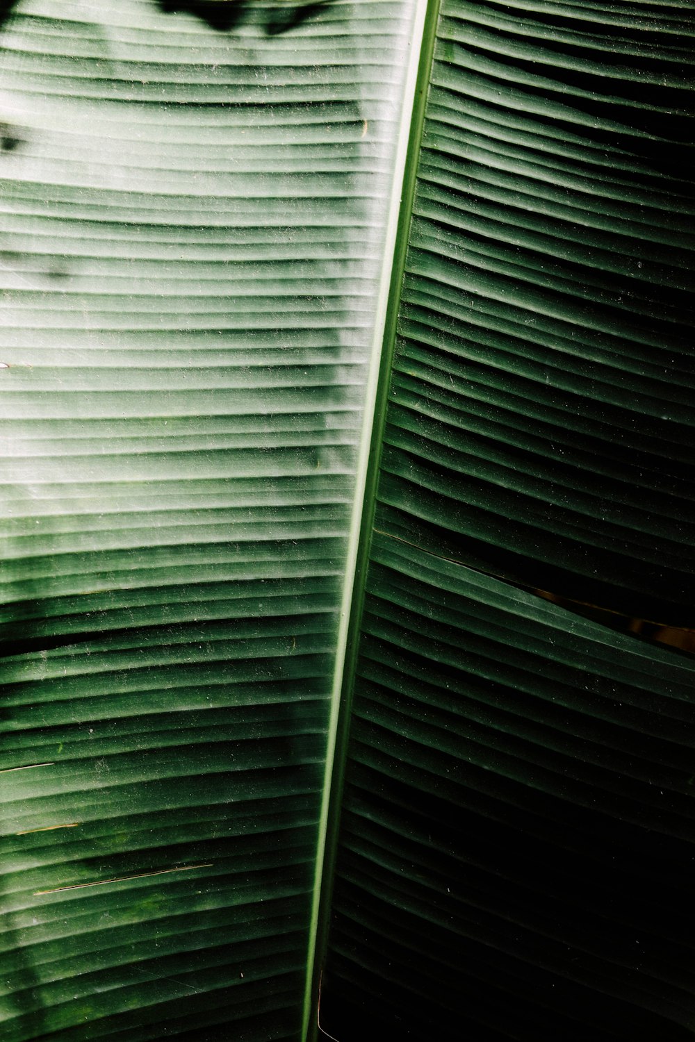 a close up of a large green leaf