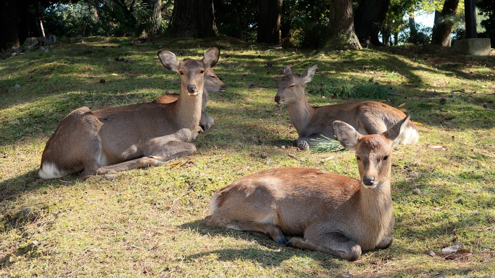 a group of deer laying on top of a grass covered field