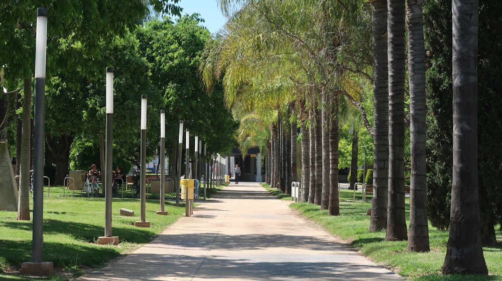 a pathway lined with palm trees in a park