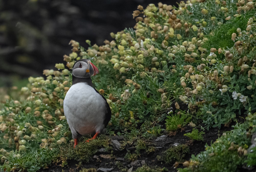 a small bird standing on a patch of grass