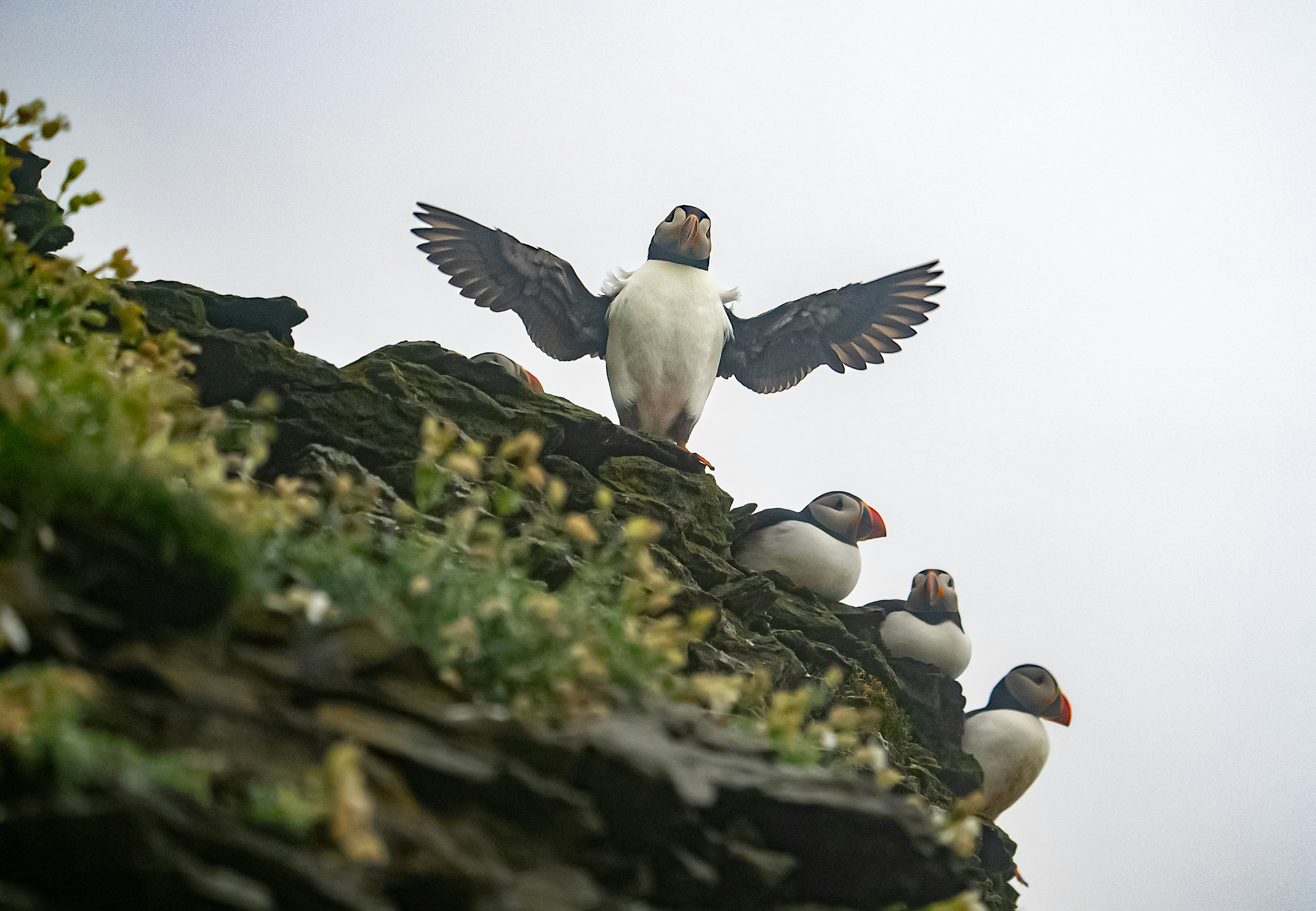 a flock of birds sitting on top of a rocky cliff