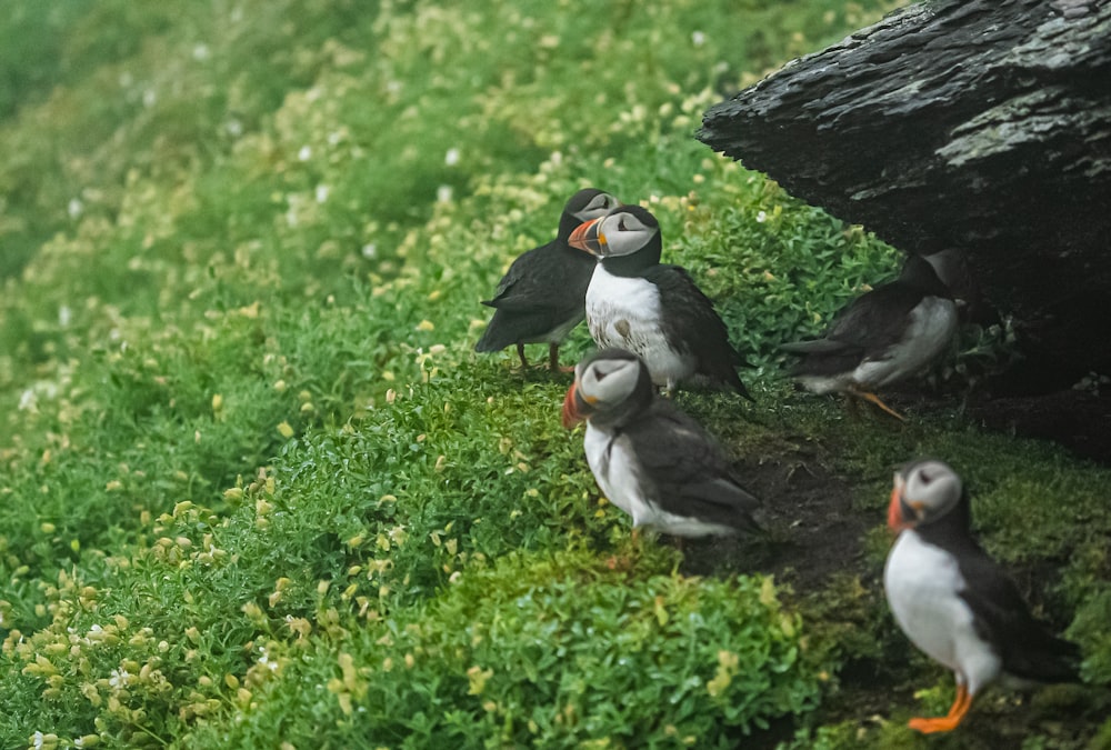 a group of birds standing on top of a lush green field