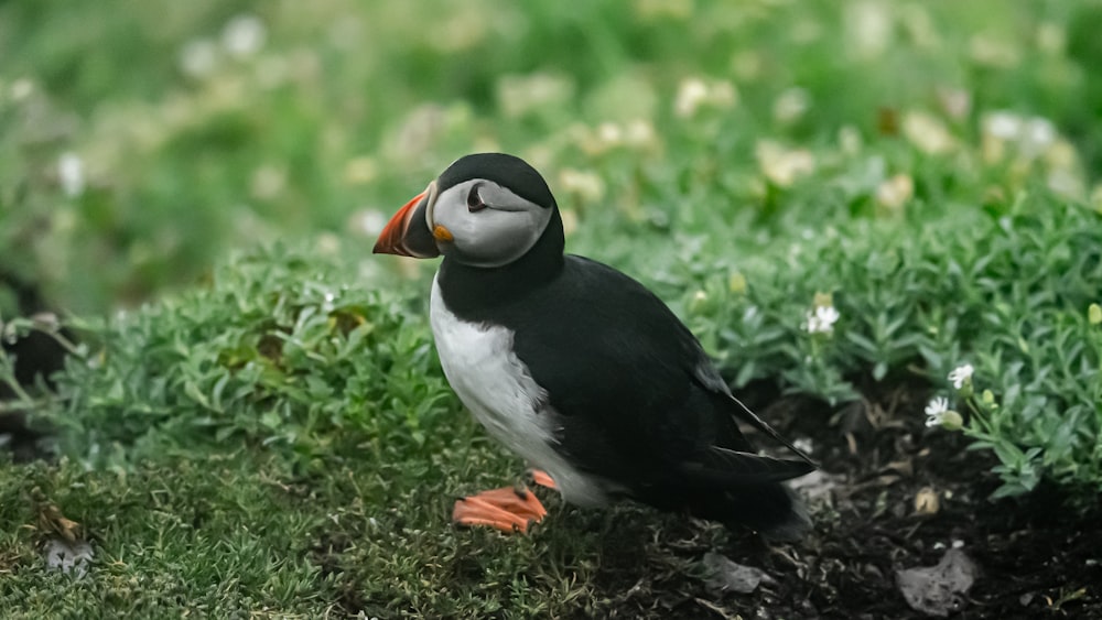 a puffy bird sitting on top of a lush green field