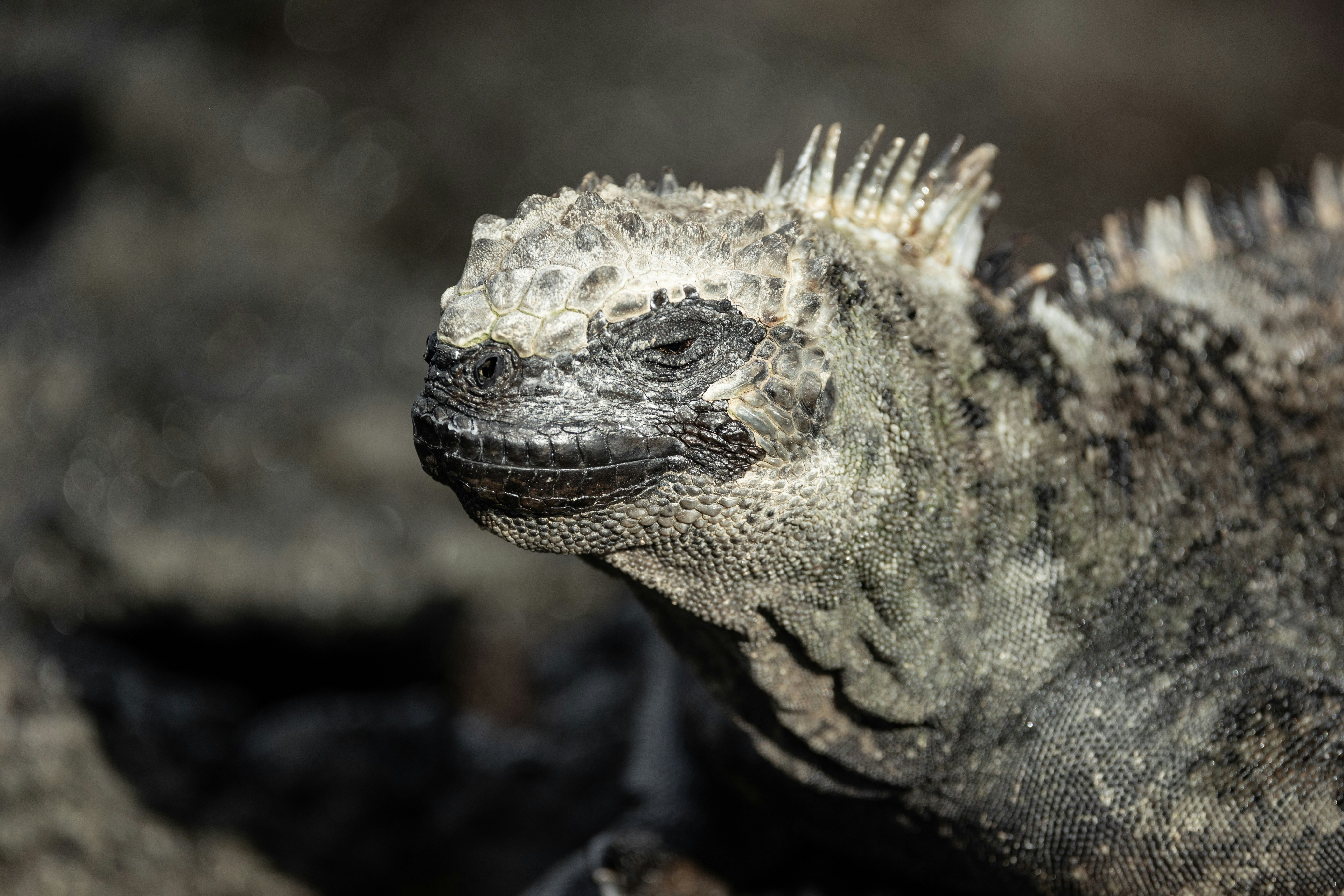 15. Gal&aacute;pagos Marine Iguanas (image credits: unsplash)