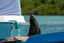 A sea lion perches on the edge of a blue-painted boat, with the background showing calm turquoise waters and lush green foliage. The boat is anchored, as indicated by a green rope tied to it, and the sun casts a shadow creating a serene atmosphere.