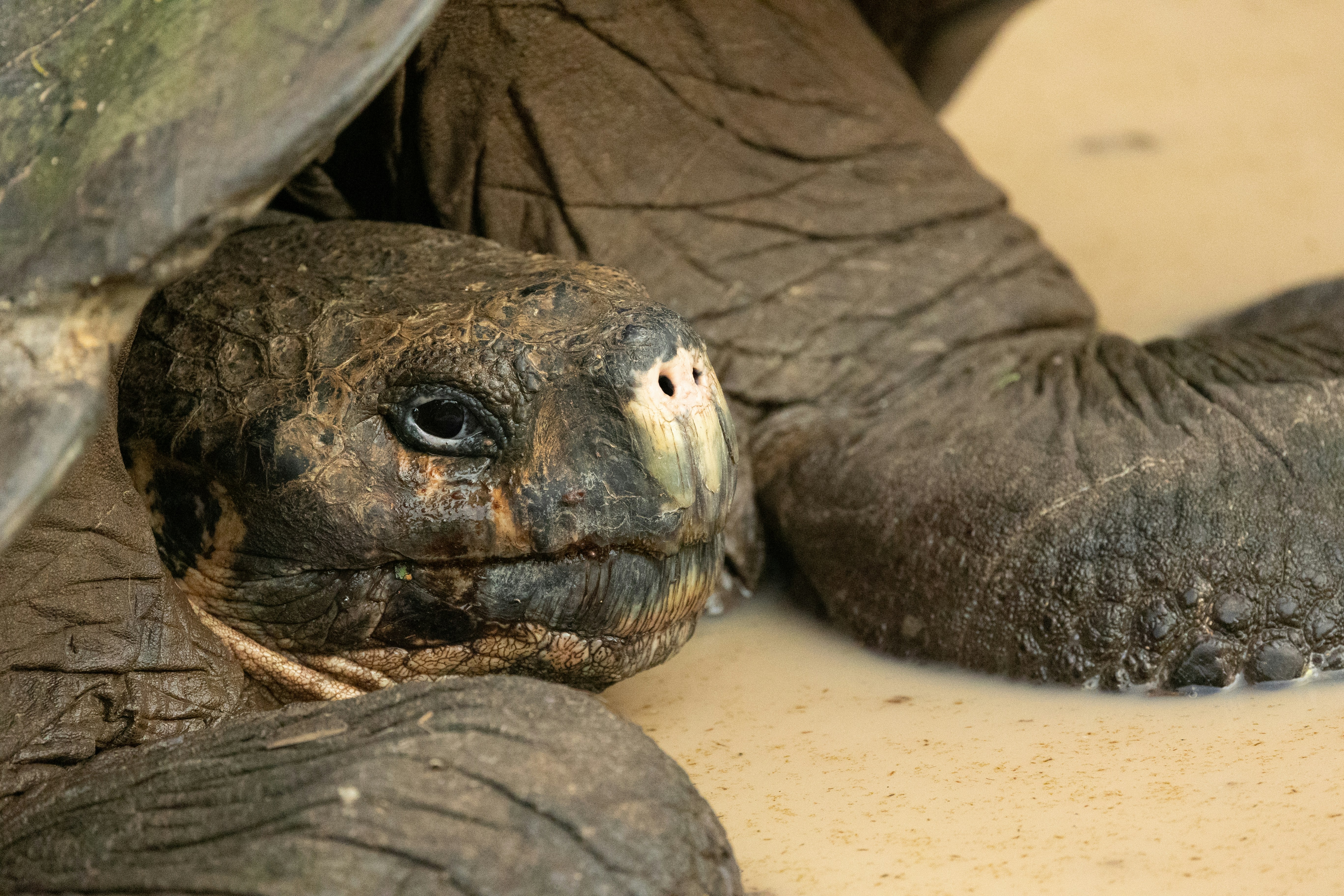 a close up of a turtle laying on the ground