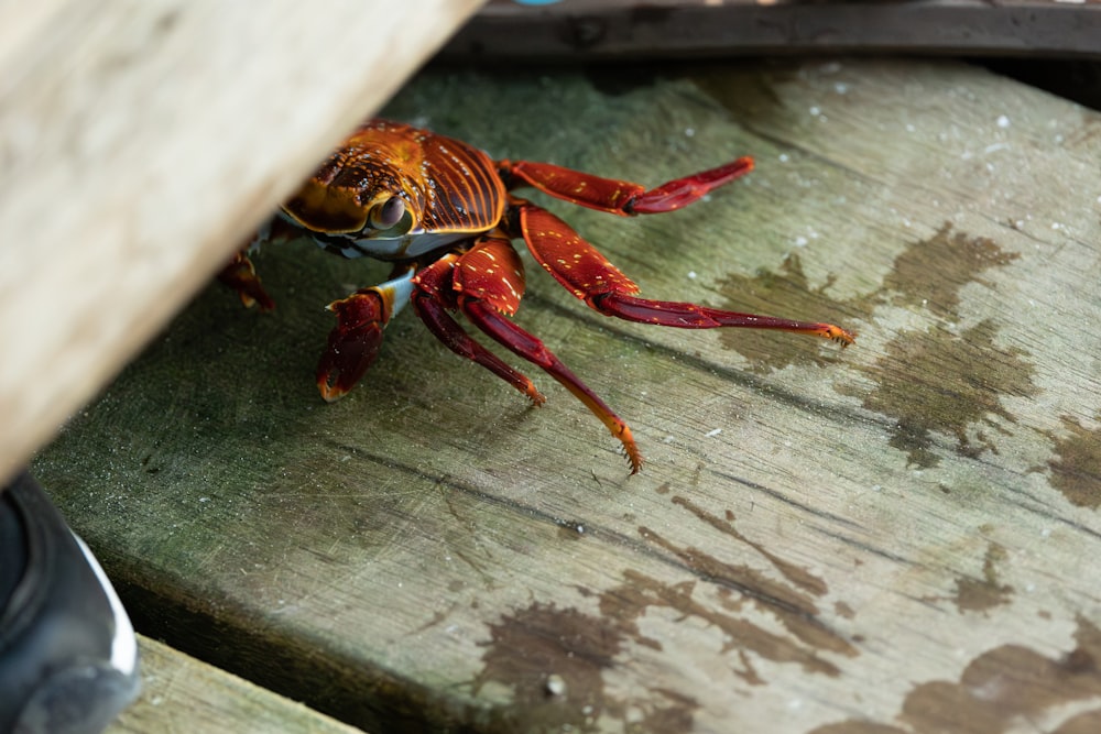 un crabe assis sur une table en bois