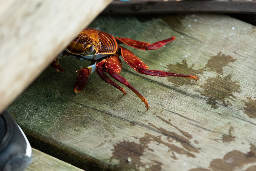 a crab sitting on top of a wooden table