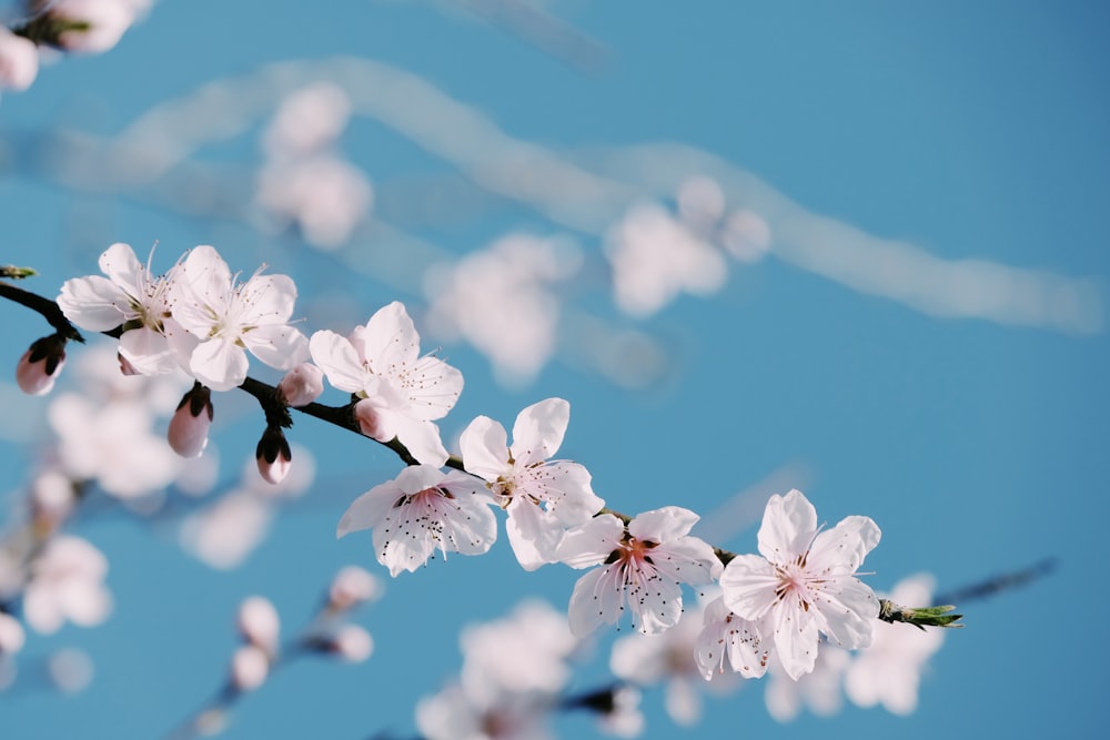 a branch of a cherry tree with white flowers