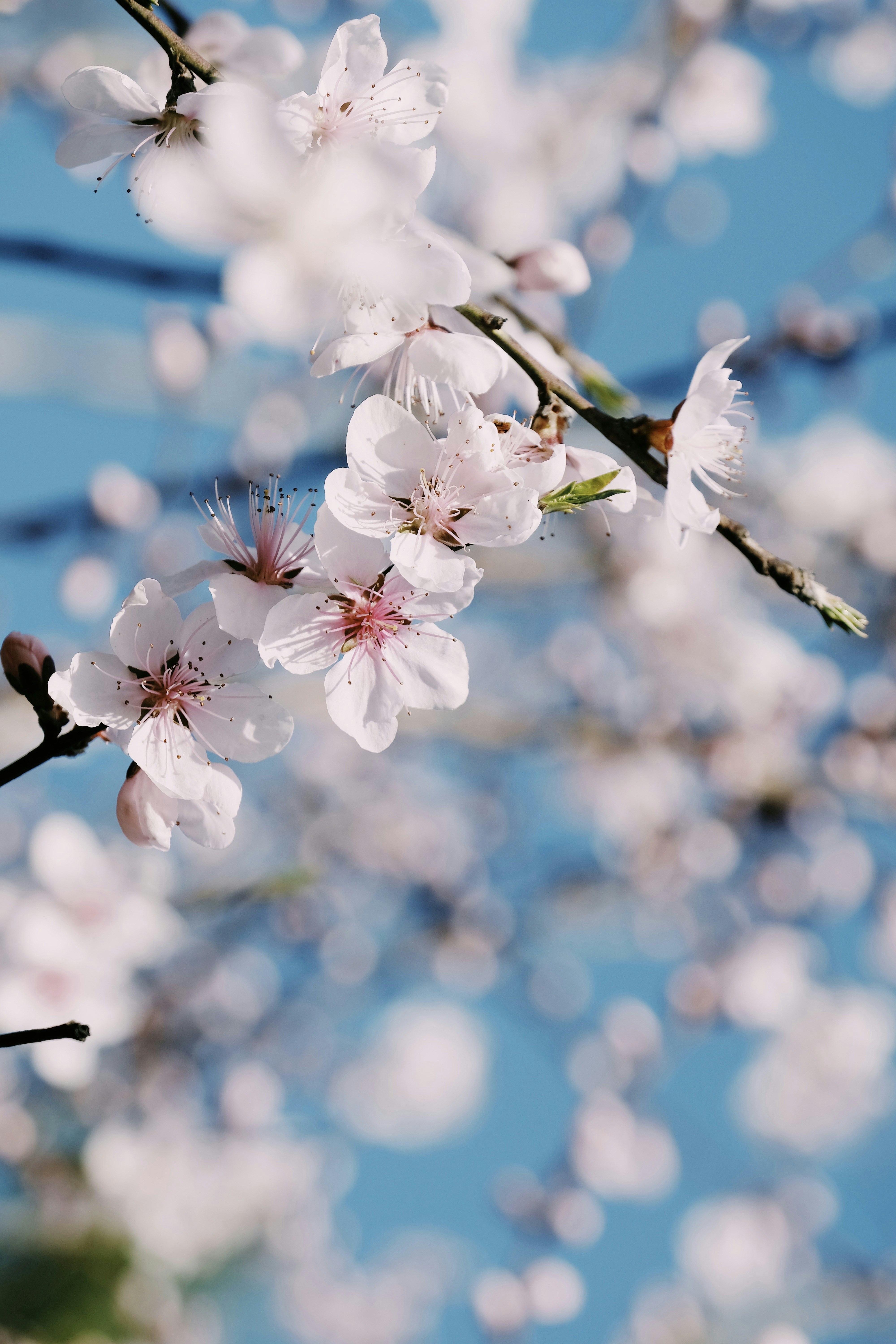 Photo by casablanca1942