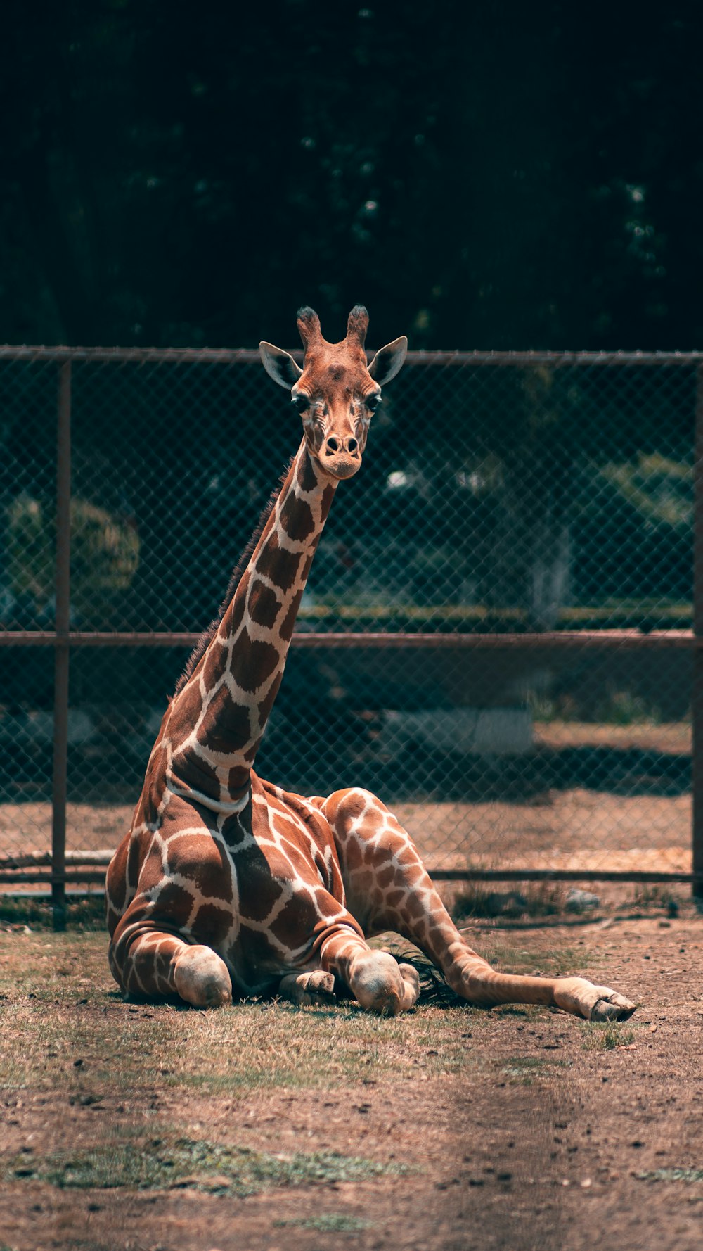 a giraffe sitting on the ground in a fenced in area