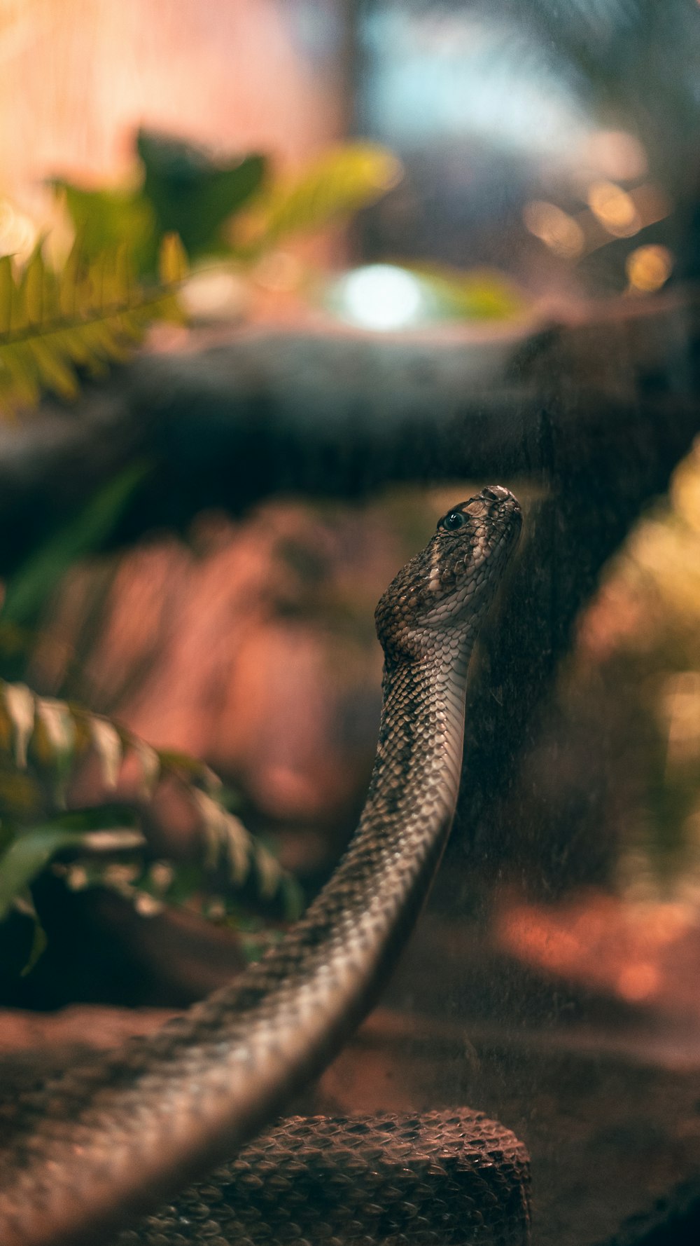 a snake in a terrarium with a blurred background