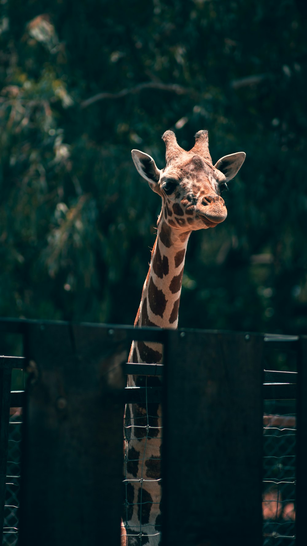 a giraffe looking over a fence at the camera