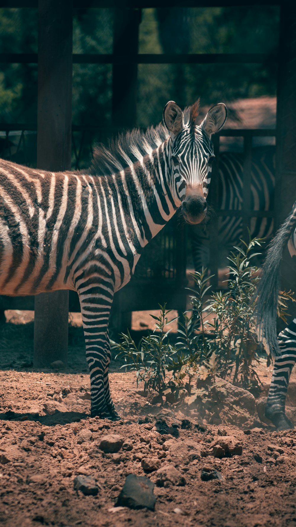 a couple of zebra standing next to each other