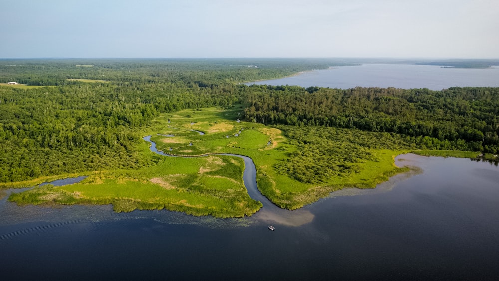 a large body of water surrounded by a lush green forest