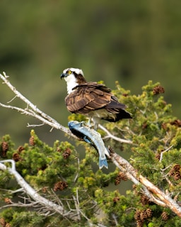 A bird of prey with brown and white feathers is perched on a branch, holding a freshly caught fish in its talons. The background is a lush green forest with pine cones scattered among the branches.