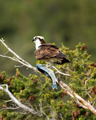 A bird of prey with brown and white feathers is perched on a branch, holding a freshly caught fish in its talons. The background is a lush green forest with pine cones scattered among the branches.