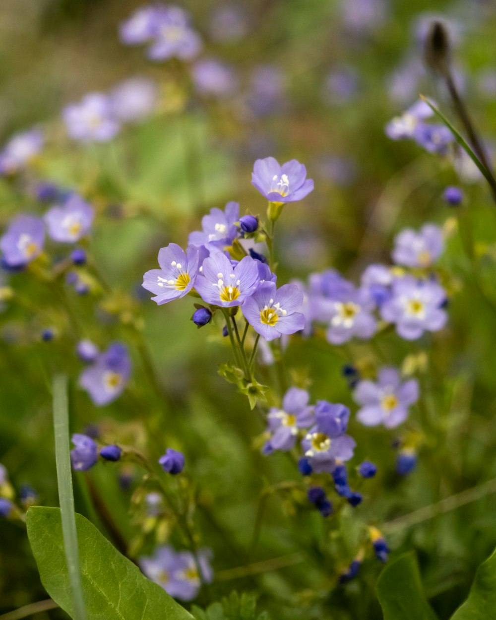 a bunch of blue flowers that are in the grass