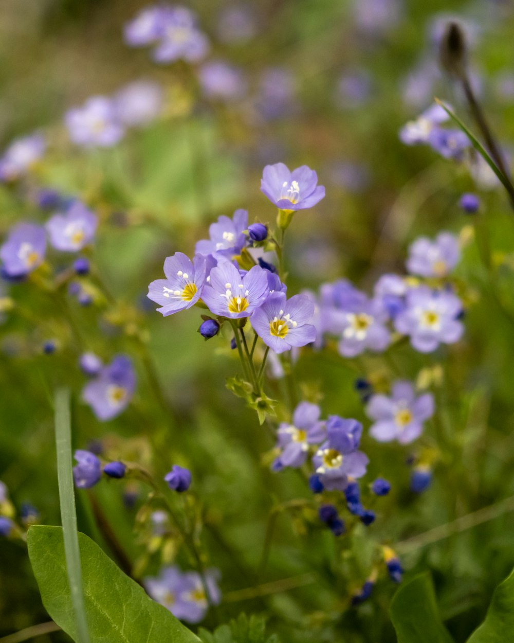 풀밭에있는 파란 꽃 무리