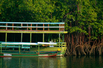 A sturdy boat carrying vehicles across calm waters surrounded by mangrove trees.