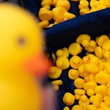 A large collection of bright yellow rubber ducks, some of which are slightly out of focus. They are piled in a dark blue container, with one duck prominently blurred in the foreground.