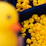 A colorful collection of rubber ducks arranged on a sunny windowsill, with stickers and bracelets scattered around.