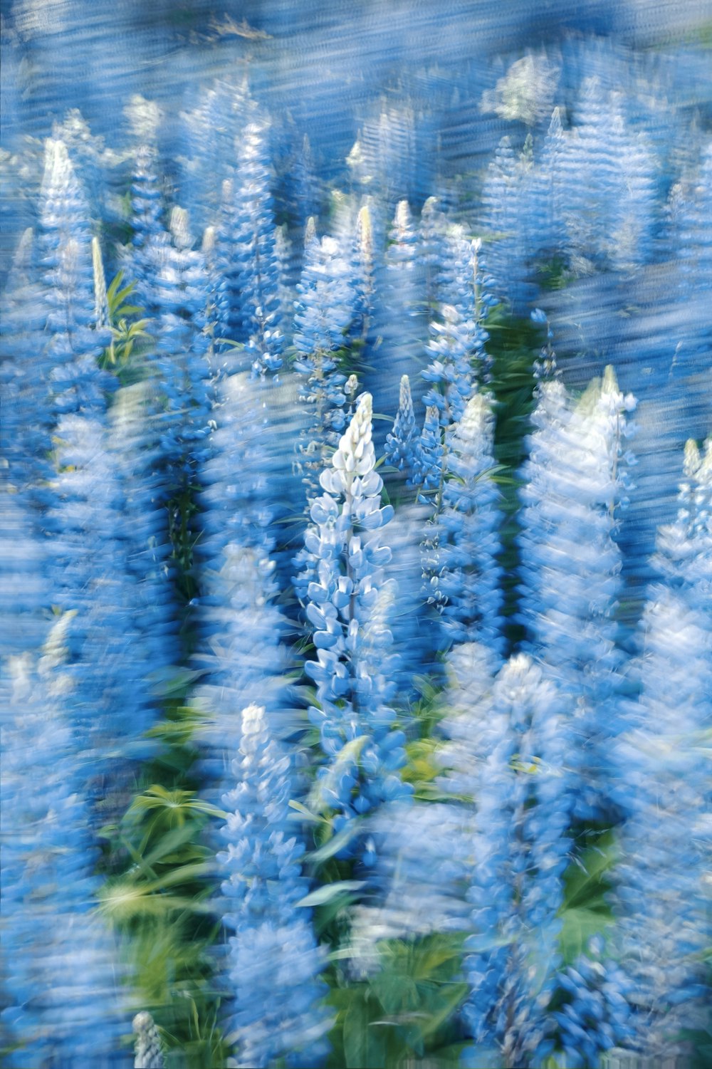 Una foto sfocata di un mazzo di fiori blu