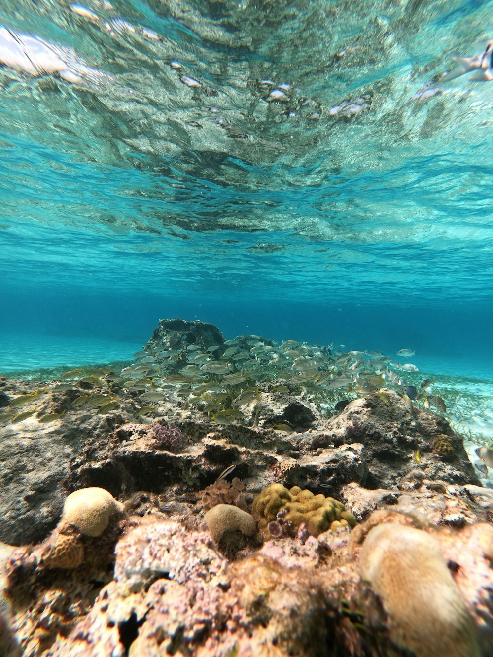 an underwater view of rocks and corals in the ocean