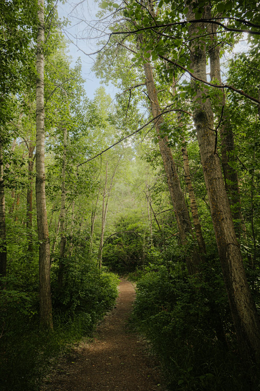 Um caminho de terra no meio de uma floresta