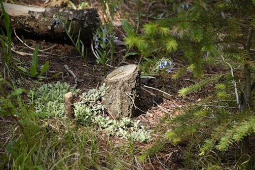 A tree stump surrounded by grass and small plants in a forested area. Nearby, there are small purple flowers and fallen branches on the ground, with surrounding evergreen foliage providing a lush contrast.