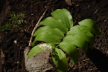 A small plant with broad, lush green leaves grows out of dark, rich soil. Next to it lies a piece of rock or possibly a piece of bark partially covered by shadow. The plant exhibits a cluster of small, white flowers near its base, indicating it might be thriving in this natural setting. Other small green plants or sprouts are visible in the background, blending into the earthy surroundings.