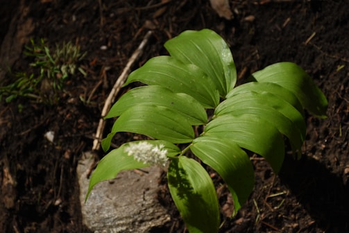 A small plant with broad, lush green leaves grows out of dark, rich soil. Next to it lies a piece of rock or possibly a piece of bark partially covered by shadow. The plant exhibits a cluster of small, white flowers near its base, indicating it might be thriving in this natural setting. Other small green plants or sprouts are visible in the background, blending into the earthy surroundings.