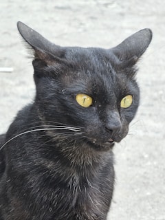 Close-up of a sleek black cat litter box with a matching orange scoop beside it.