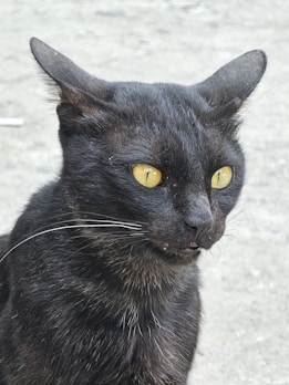 Close-up of a sleek black cat litter box with a matching orange scoop beside it.