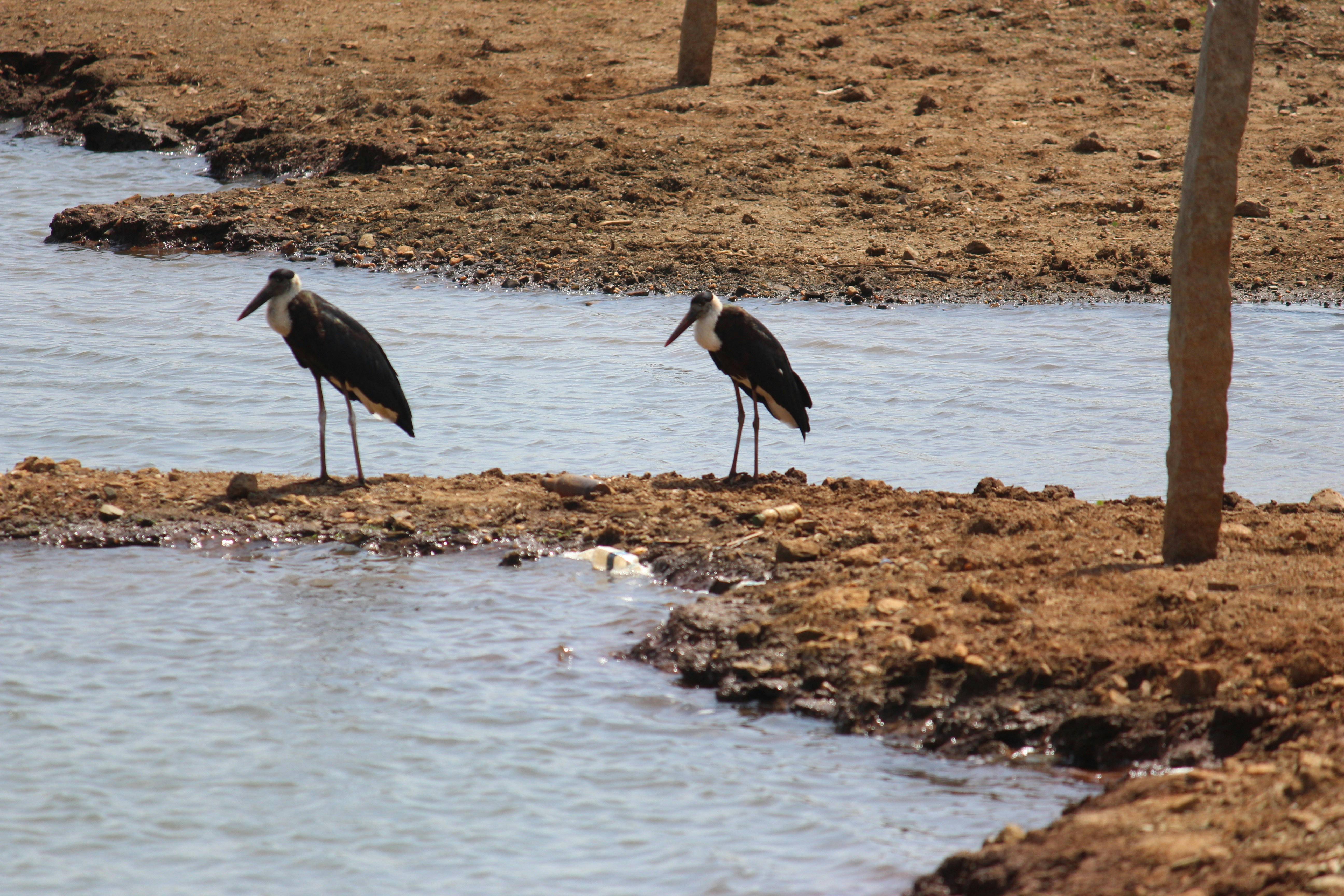 Hire Local Guide Shoebill Stork Tracking Complete Guide 2026