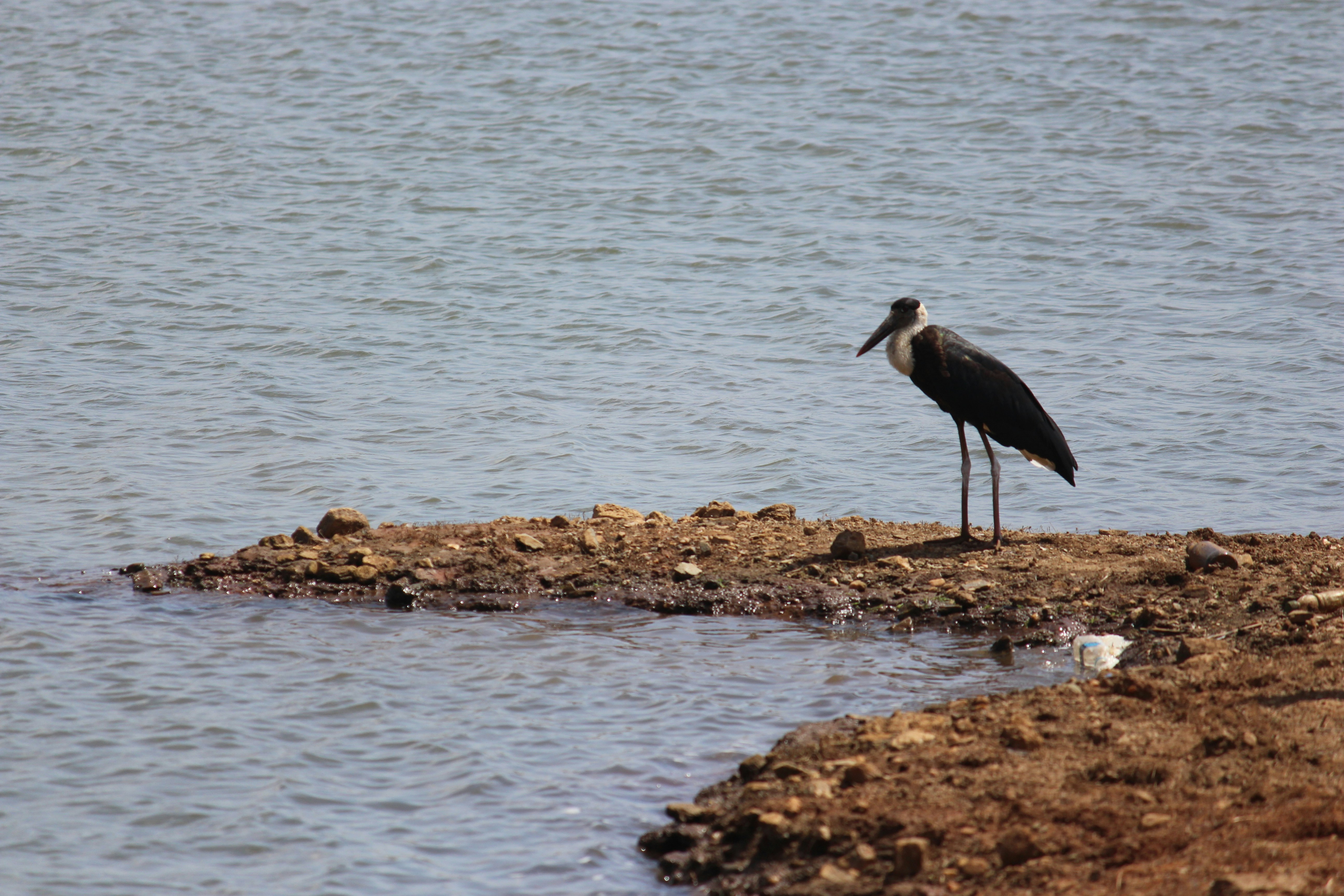 Hire Local Guide Shoebill Stork Tracking Complete Guide 2026