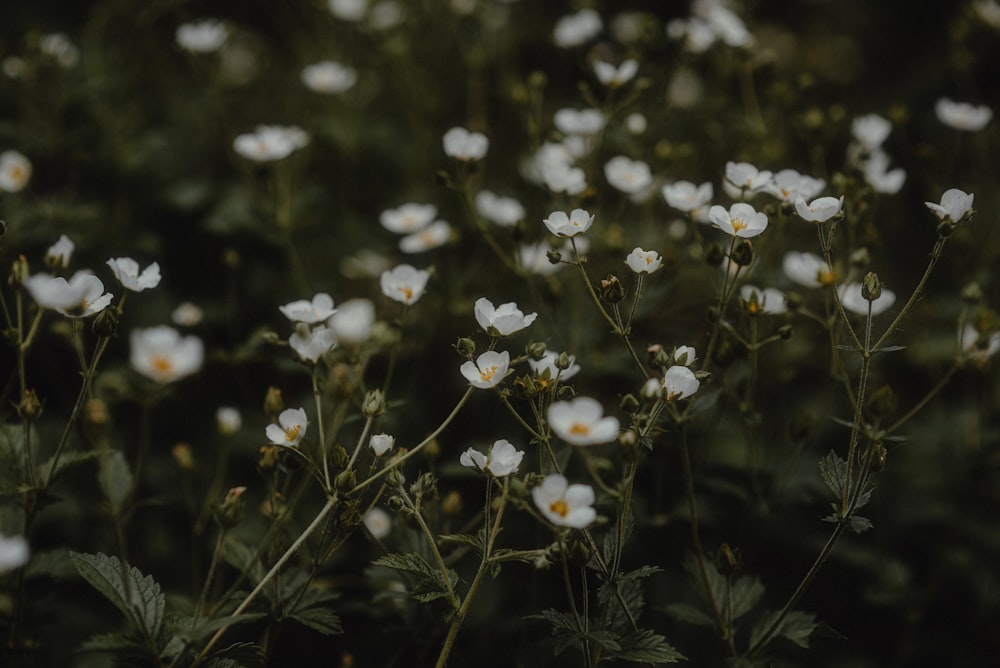 a bunch of white flowers that are in the grass