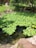 A beautifully landscaped garden pond with clear water and lush plants around it under soft sunlight.