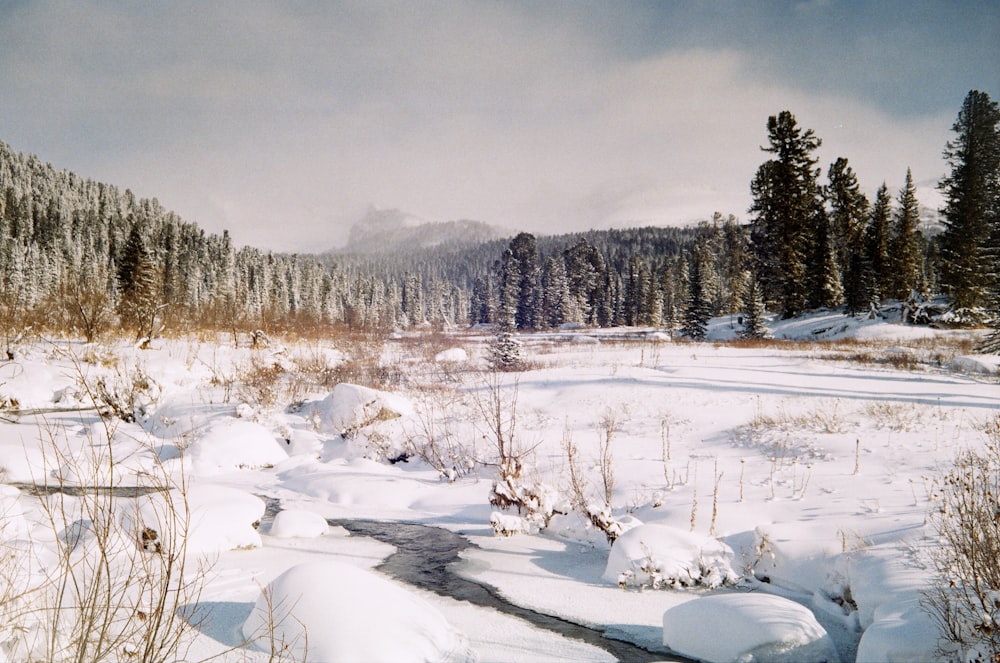 a stream running through a snow covered forest