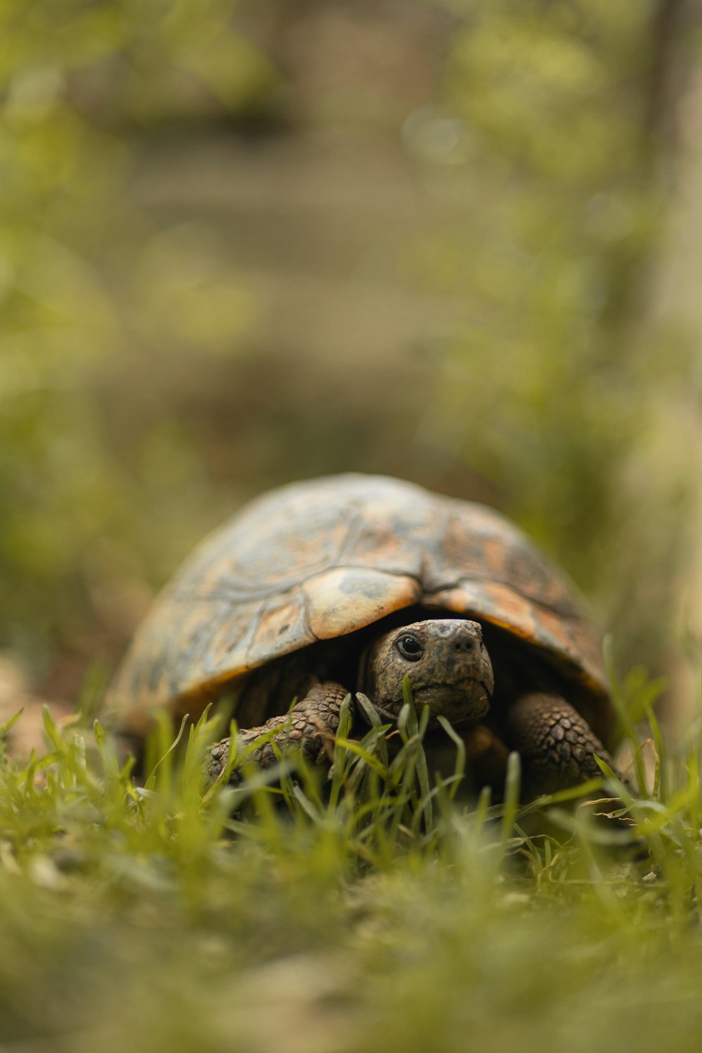 a small tortoise is walking through the grass