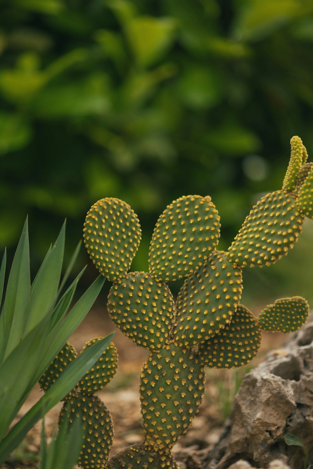 a green cactus with yellow dots on it