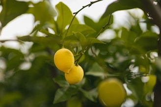 Close-up of fresh lemons hanging on a vibrant green citrus tree branch under soft sunlight.