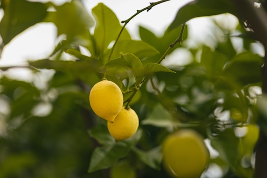 Two ripe lemons hanging from a branch are surrounded by lush green leaves. The focus is on the prominent yellow fruits, while the background is softly blurred, emphasizing the vibrant colors and natural texture. Sunlight gently filters through the leaves, adding a touch of warmth to the scene.