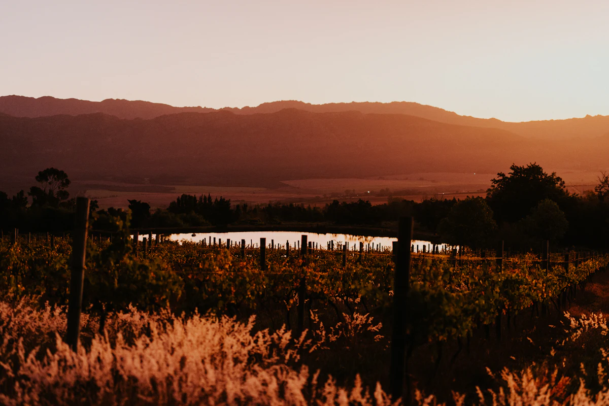 Sunset over a vineyard and a farm dam in the Tulbagh valley, with a mountain ridge behind