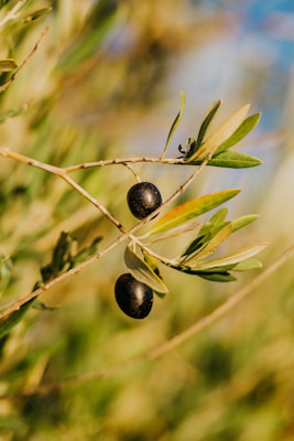 Olives on a branch