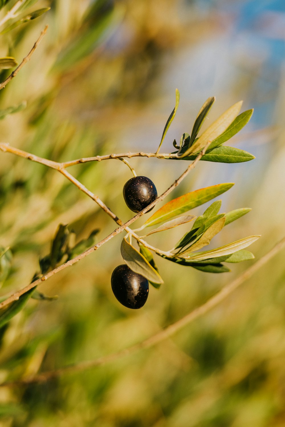 an olive tree branch with two olives on it