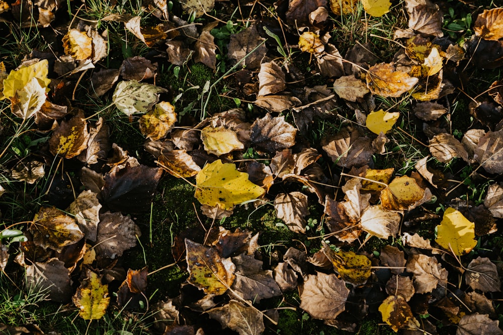 a bunch of leaves that are laying on the ground